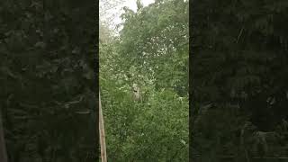 Ranchi weather always #ytshorts #mausam #weather #ytshorts #famous #ranchi #mausam #ranchi_jharkhand
