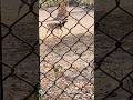 #zoo #youtubeshorts #nature #naturelovers