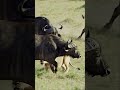 Buffalo Escapes Lion Attack by a Hair!