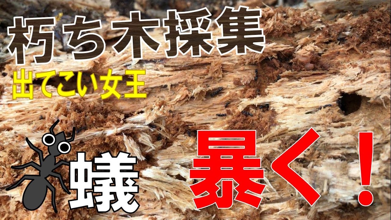 アリ飼育観察 朽ち木採集で女王アリ探し】（くろねこアリ