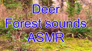 Deer in the forest, the sounds were like ASMR #ASMR #Deer #Forest by I Love to Explore Oregon 28 views 2 months ago 11 minutes, 3 seconds