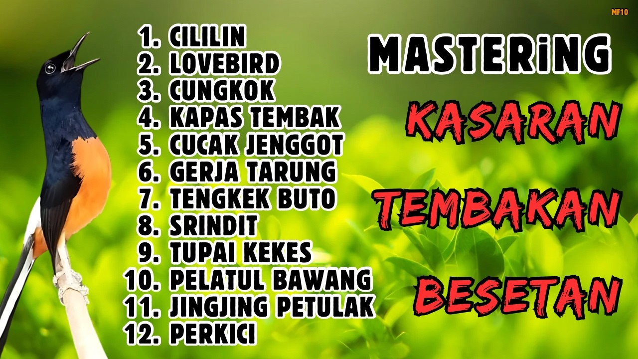 🔴 MASTERAN GACOR MATERI LOMBA MURAI BATU