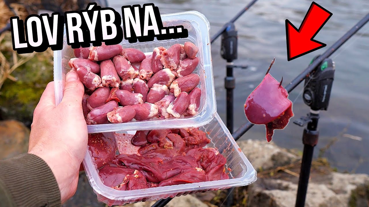 Lov Rýb na Kuraciu Pečeň  - Játra 🐔 a Srdcia 🎣 na rieke Váh !