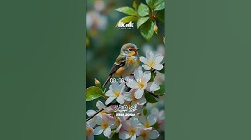 آيات من سورة لقمان بصوت القارئ علاء عقل