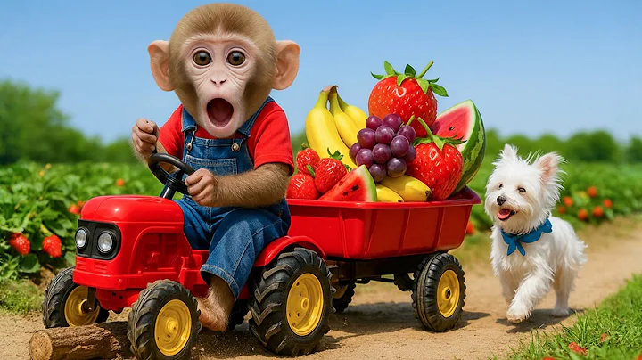 Baby Monkey Toto drives a tractor carrying fruit with a puppy on the farm!  | TOTO MONKEY LIFE