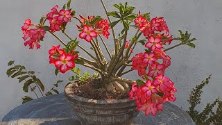 TRÊS COISAS SIMPLES PRA DEIXAR SUA ROSA DO DESERTO LINDA E CHEIA DE FLORES