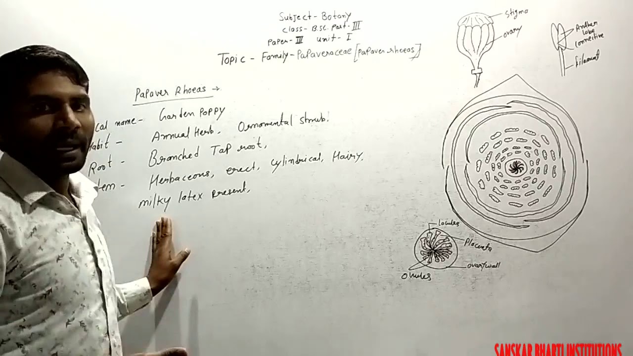 B.Sc PART-III YEAR P-3 BOTANY (FAMILY-PAPAVERACEAE (PAPAVER RHOEAS)) V-21