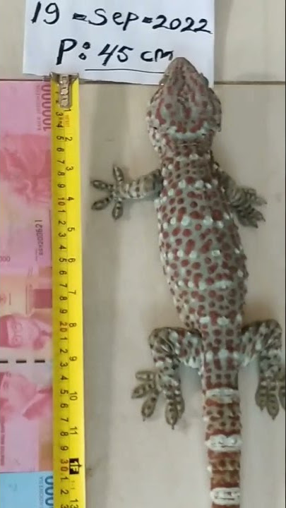 tokek rumah ukuran 45 cm aman