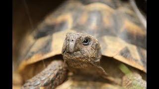 Comment préparer l'hibernation de sa tortue ?