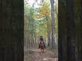 Riding a Horse Through the Autumn Forest