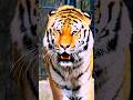 amazing fact about are tiger Black line hai  ?
