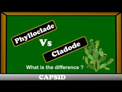 Phylloclades vs Cladode : - difference between phylloclades and cladode