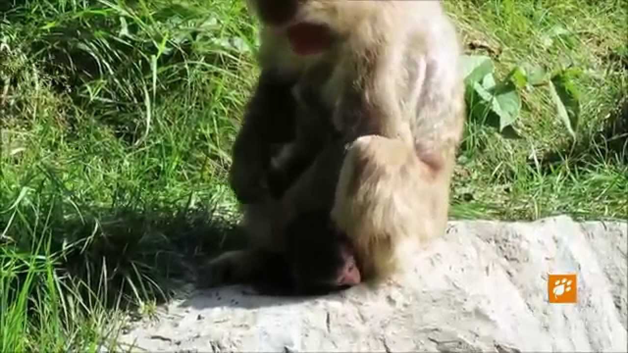 Soins Maternels Bebes Macaques Japonais Maternal Care Japanese Macaques Babies Zoo Suavage De St Fel Youtube