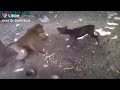 Combat Singe VS Chien