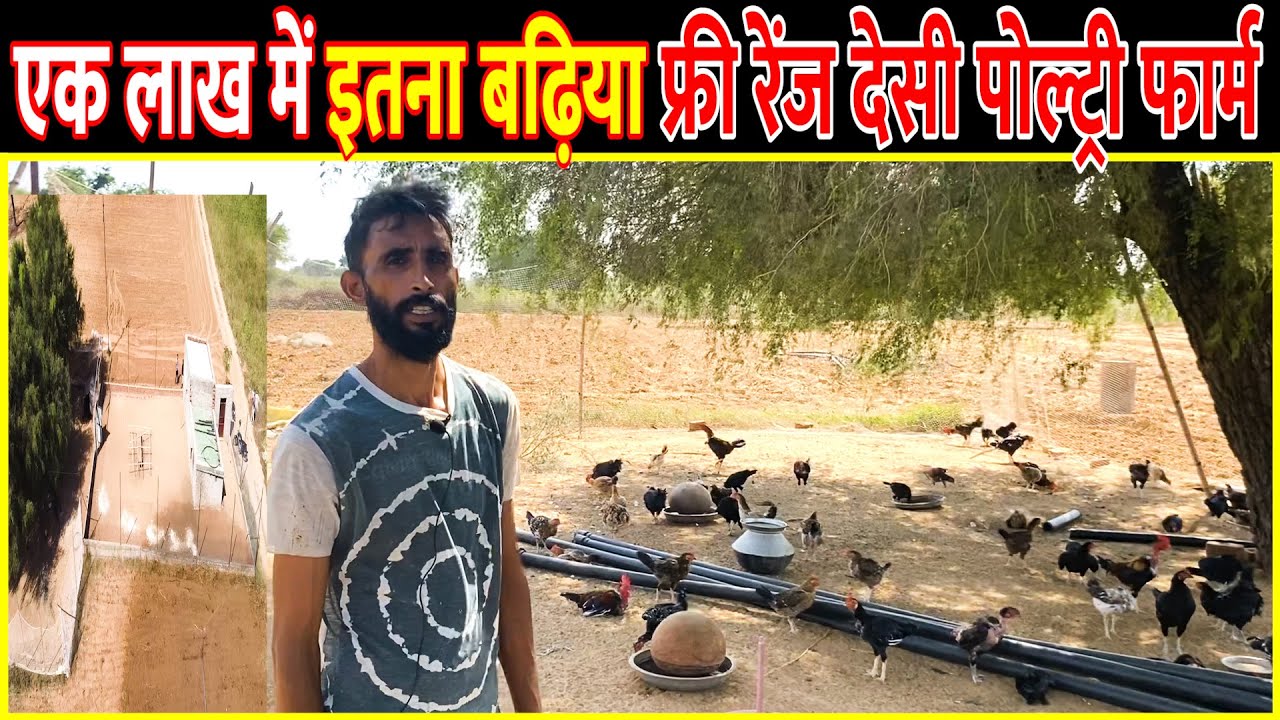एक लाख में बढ़िया Free Range Desi Poultry Farm || Free Range Chicken Farming