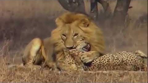 CUỘC CHIẾN DÀNH THỨC ĂN KHÔNG CÂN SỨC GIỮA SƯ TỬ VÀ BÁO ĐỐM