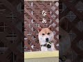やってしまった柴犬こむぎが反省しながらも本音を漏らしました【あるじNOステップ】