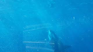 Makanis Underwater Alien | SWSD