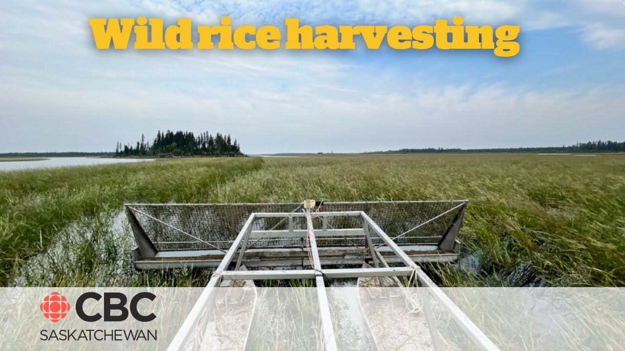 Find out why wild rice harvesting is a big deal in Northern ...