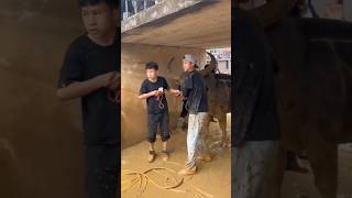 The fighter enters the arena gate 🚨🔥 #shorts #viralvideo #trending #strongbull #animals #cow #bull