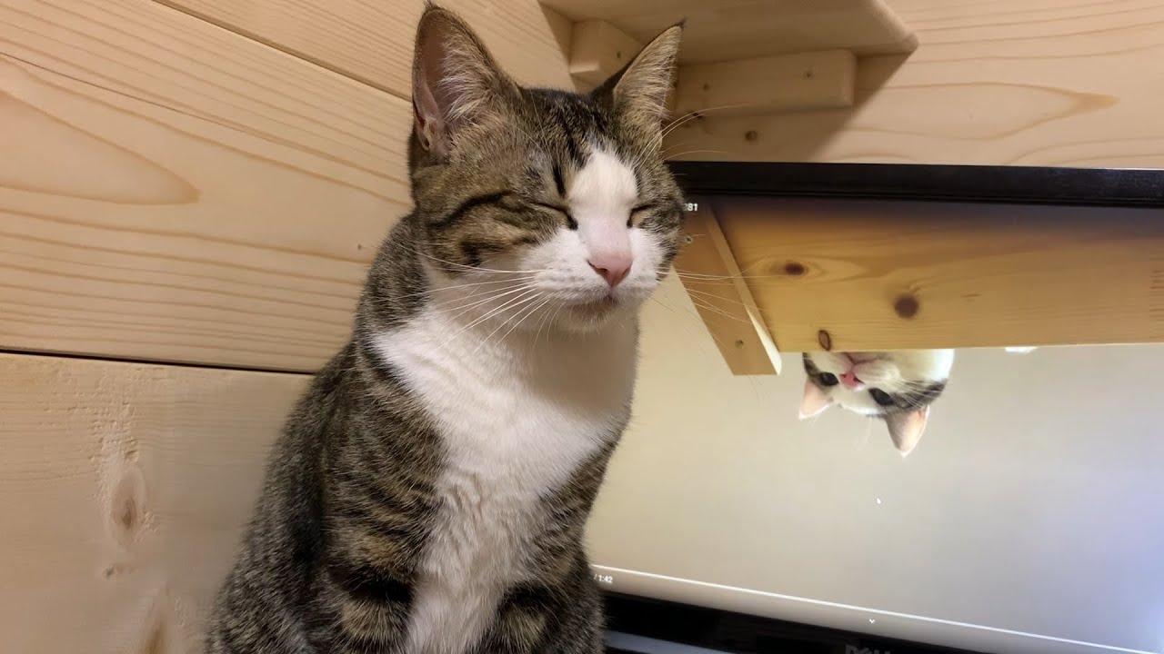 眠たくて眠たくて仕方がない猫 パパのお膝に避難する ねこのきもちweb Magazine