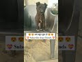 😍😍 You are very beautiful 😍😍 #pets #petlove #viralvideo#cutepet #petlover#cutepuppy#love #baby#babu