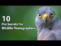 10 Pro Secrets For Wildlife Photographers