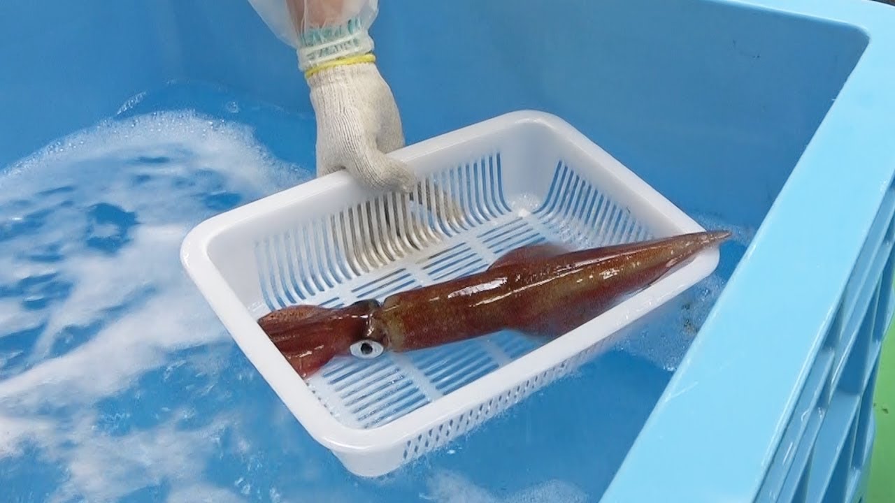釣っ た イカ そのまま 冷凍