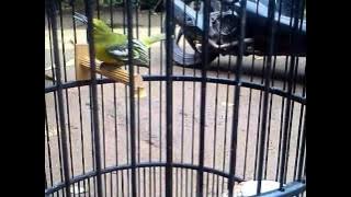 Video burung sirpo gacor tarung