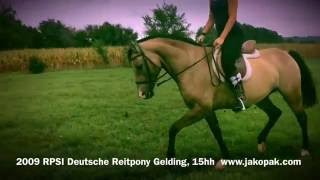 SF Silver Dragon 2016 Flat Work