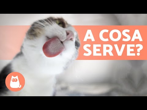 Video: Cat Tail Language 101: Perché I Gatti Scodinzolano E Altro Ancora