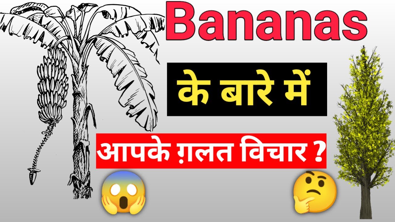 Fact about bananas strange facts | Saraj Facts