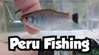 Microfishing a Small Blackwater Creek in the Amazon Rainforest | Peru Fishing 🇵🇪