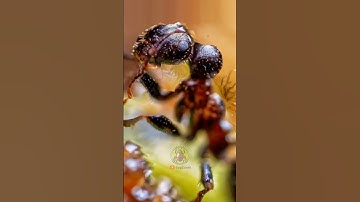 Macro Zoom Ant • BugZoom