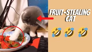 Wow So Cute Best Funny Cats and Dogs 2021 - Pets Lovers Like You by Pets Lovers No views 2 years ago 10 minutes, 40 seconds