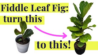 Fiddle Leaf Fig - Care \& Rescue Tips