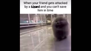 when your friend gets attacked cat meme