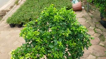 Chọn cây nguyệt quế bụi gốc to gửi khách Ninh Bình 0977973535