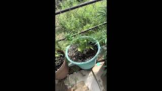 Outdoor grow update as of 8.10.24