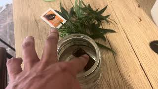 Cali octane Humboldt seed grow update 