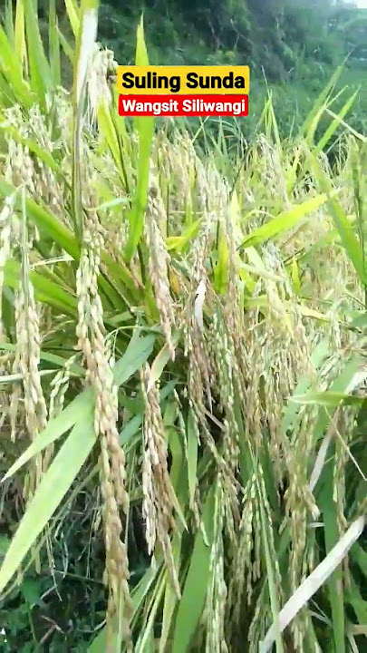 Merdunya suling Sunda wangsit siliwangi#sulingsunda #wangsitsiliwangi #suara #musik #sunda#shorts