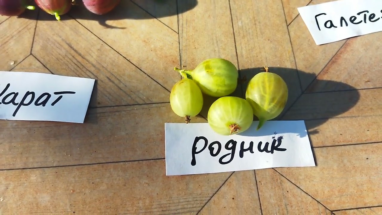 Агрус. Підбірка сортів.