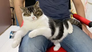 メタボおじさんを心配する優しい子猫