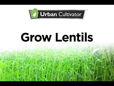 How to Grow Lentils Indoors | Urban Cultivator