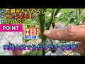 【万願寺とうがらし初期管理】※『芽かき』をするだけで株が大きくなり長くたくさん収穫する事ができます！2本仕立て・3本仕立て・摘花(果)を実践と絵で説明！How to grow Manganji