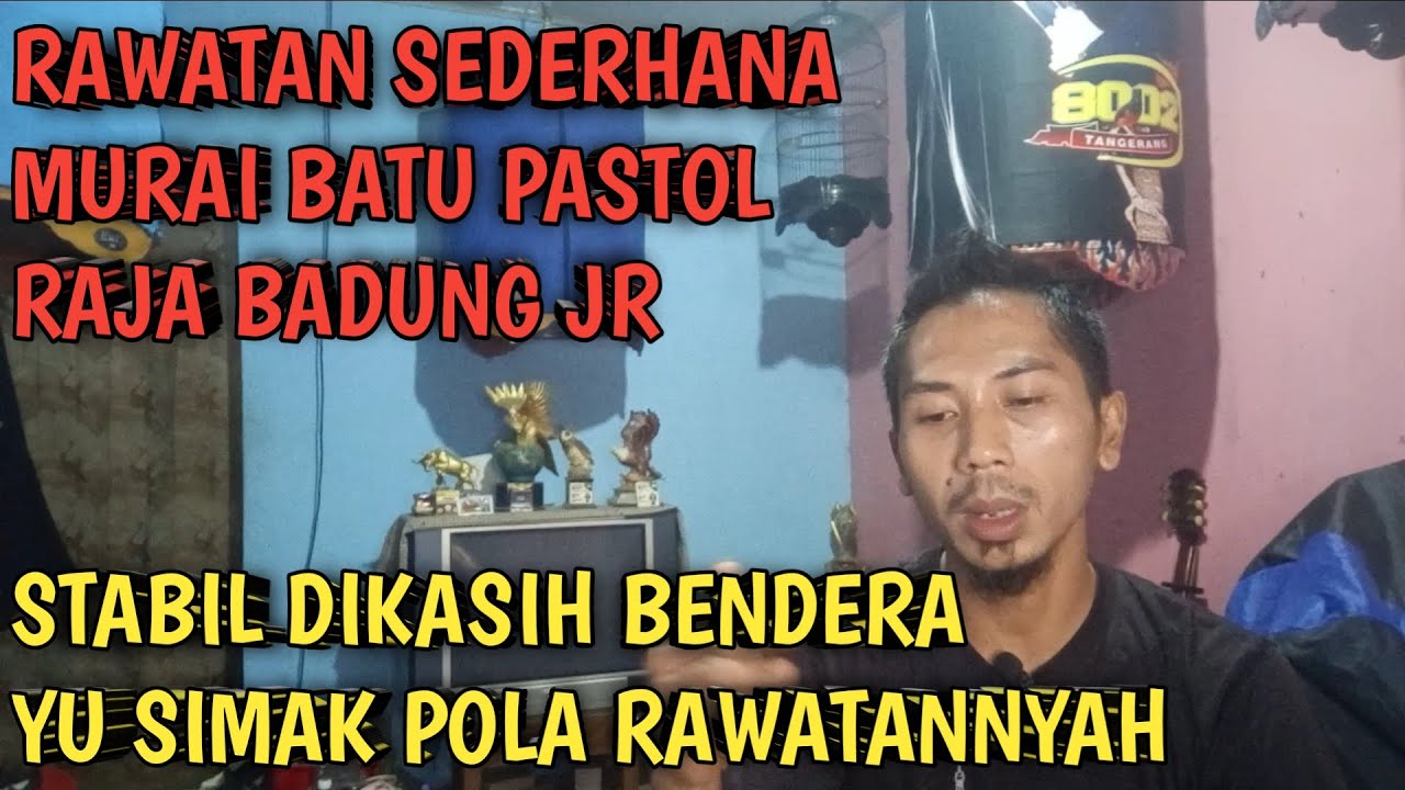 RAWATAN SEDERHANA MURAI BATU PASTOL ||  Raja badung jr stabil dikasih bendera