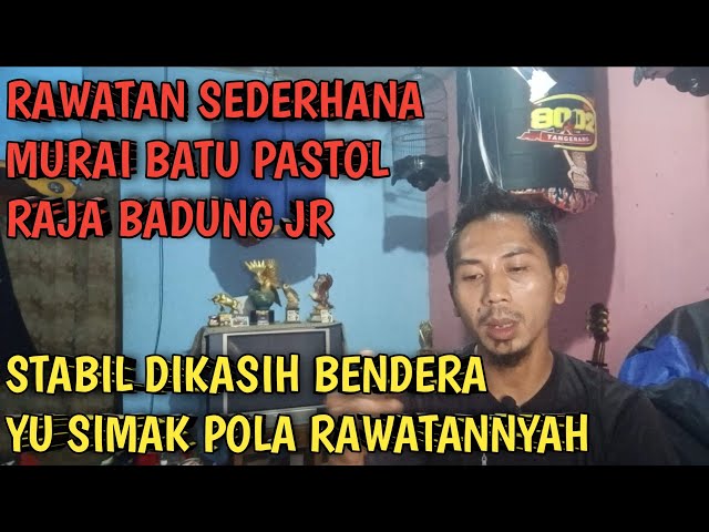 RAWATAN SEDERHANA MURAI BATU PASTOL ||  Raja badung jr stabil dikasih bendera class=