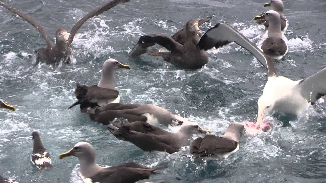 Albatross scrum