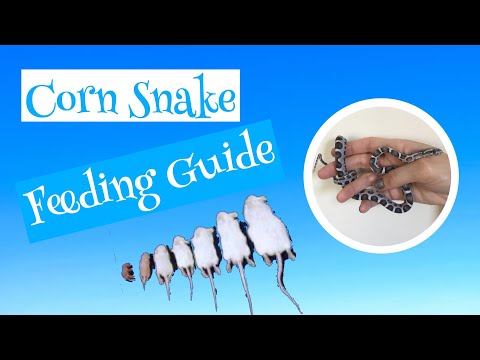 Corn Snake Feeding Guide