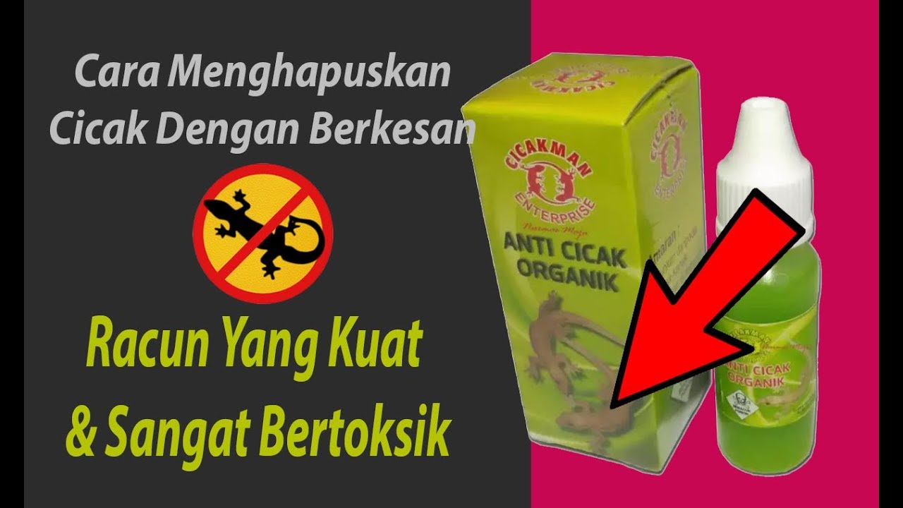 Racun Cicak Paling Berkesan  Ubat Cicak Paling Berkesan  Pijat Oh